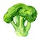 Broccoli isolated on white, watercolor illustration