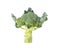 Broccoli or Italian Cauliflower Arranged in cruciferous vegetables