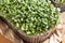 Broccoli and kale microgreens on a table