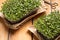 Broccoli and kale microgreens on a wooden table