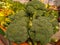 Broccoli in the  market  for  sell. Raw vegetables