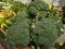 Broccoli in the  market  for  sell. Raw vegetables