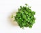 Broccoli Microgreens, superfood for the Vegan lifestyle