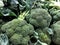 Broccoli. Natural vegetables, natural vitamins. A living fragment from a fruit and vegetable store.