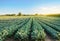 Broccoli plantations in the sunset light on the field. Cauliflower. Growing organic vegetables. Eco-friendly products. Agriculture