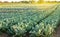 Broccoli plantations in the sunset light on the field. Cauliflower. Growing organic vegetables. Eco-friendly products. Agriculture