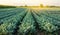 Broccoli plantations in the sunset light on the field. Cauliflower. Growing organic vegetables. Eco-friendly products. Agriculture