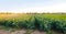 Broccoli plantations in the sunset light on the field. Growing organic vegetables. Eco-friendly products. Agriculture and farming