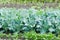 Broccoli plants on a patch