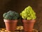 Broccoli and romanesco cauliflower in clay pot