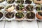 Broccoli seedling sprouts growing in eggshells, healthy diet and