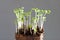 Broccoli seedlings (Brassica oleracea) - one week young sprouts