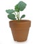 Broccoli seedlings in a flowerpot