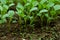 Broccoli seedlings plants grown from the seeds