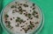 Broccoli seeds in a petrie dish