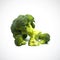 Broccoli separate pieces  on the white blackground