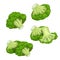 Broccoli set. Single and group, whole and cut. Farm fresh eco and healthy vegetables collection. Vector illustrations