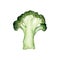 Broccoli single piece realistic watercolor illustration. Green vegetables botanical drawing