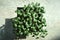 Broccoli sprout seedlings in container, top view.