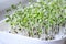 Broccoli sprouts