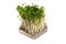 Broccoli Sprouts-Brassica oleracea