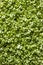 .Broccoli sprouts texture, slowly growing sprouts