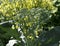 Broccoli Starting to Bloom with Bee