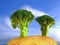 Broccoli Trees on Potato Hill