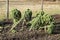 Broccoli upwards shot in winter on field