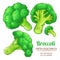 Broccoli vector isolated