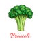 Broccoli vegetarian vegetable vector sketch icon