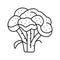 broccoli vitamin plant line icon vector illustration