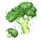 Broccoli watercolor illustration