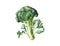 Broccoli watercolor. Vector illustration desing