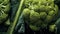 broccoli with waterdrops