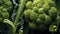 broccoli with waterdrops