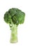 Broccoli on white background