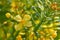 Broccoli yellow flowers macro detail