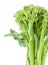 Broccolini baby broccoli