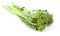 broccolini baby broccoli isolated