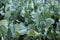 broccolini plant in field. broccoli growing in vegetable garden.