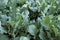 broccolini plant in field. broccoli growing in vegetable garden.