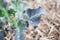 Broccolini plant outdoor in sunny vegetable garden