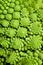 Broccolo romanesco (Brassica oleracea)