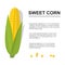 Brochure with sweet golden corn cobs and grains