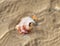Brocken seashells in water on sand beach at summer day