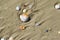 Brocken seashells on wet sand beach at hot sun summer day