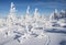 Brocken Winter Trees and Trail of Hare