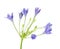 Brodiaea Flower