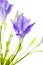 Brodiaea Flower